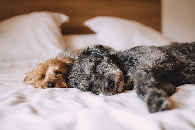 dva psi na posteli
